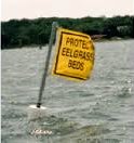 protect eelgrass